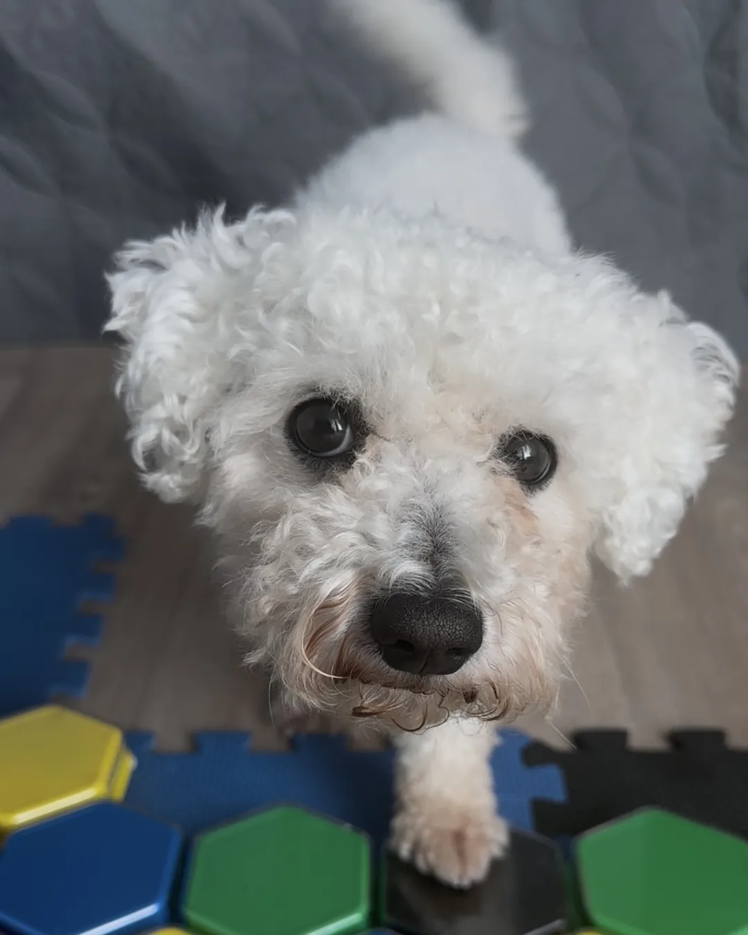 Kenny the Bichon Frise looking up from his talking buttons