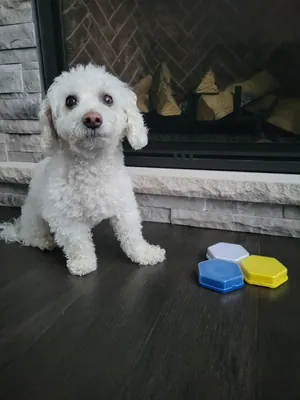Barney, Megan's Bichon Fris&eacute;