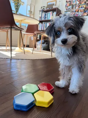 Leela, Maya's Toy Aussie Poodle