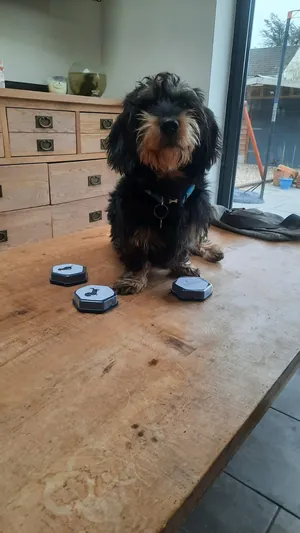 Max, James's Wirehaired Dachshund