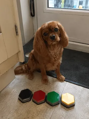 Minnie, Alex's Cavalier King Charles Spaniel