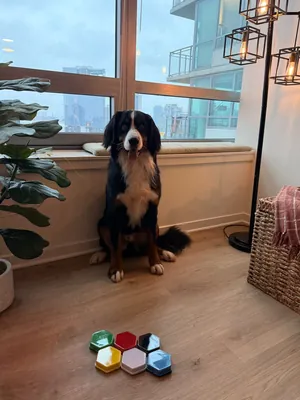 Zoro, Sophie's Bernese Mountain Dog
